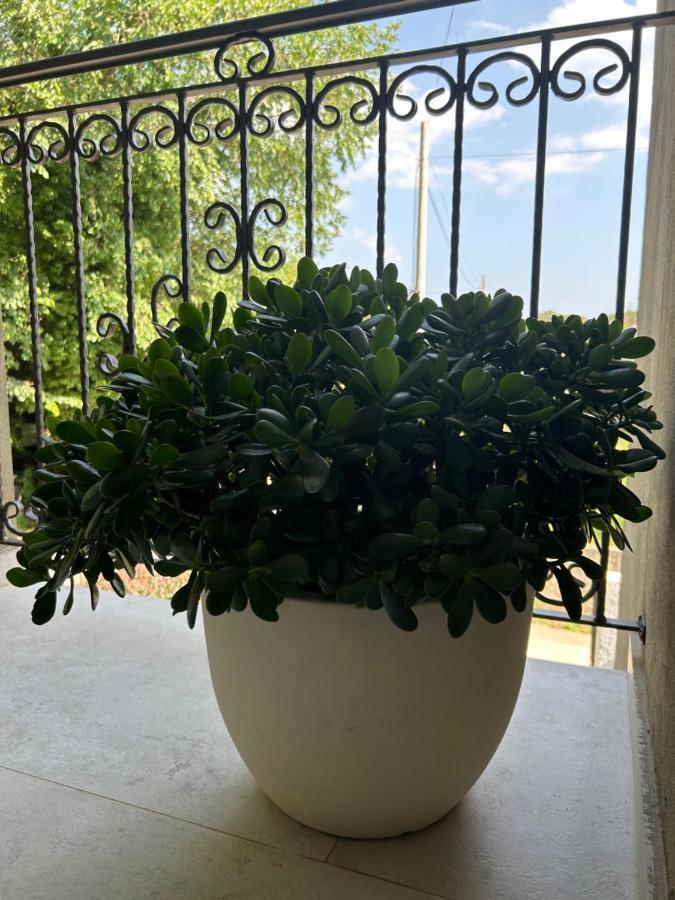 Sunrise Apartment 科托尔 外观 照片
